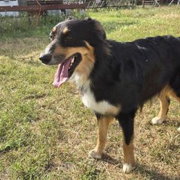Storm - Australian Shepherd