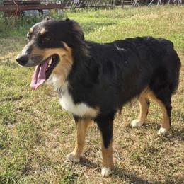 Storm - Australian Shepherd