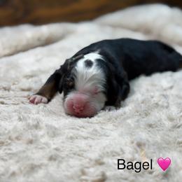 Bagel - Tri-color female Bernedoodle puppy in El Campo, Texas from Little Fur Friends Bernedoodles