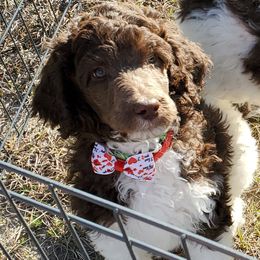 Poodle Puppies from Trisha's Poodles