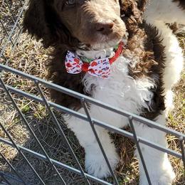 Poodle Puppies from Trisha's Poodles