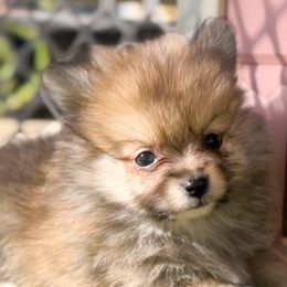Teddy - Pomeranian puppy in Hollywood, California from Hollywood Mini Pets