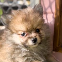 Teddy - Pomeranian puppy in Hollywood, California from Hollywood Mini Pets
