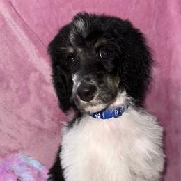 Romeo - Parti male Poodle puppy in League City, Texas from Chauffeured Poodles