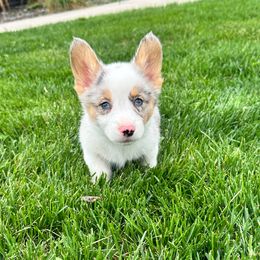 Boy 1 - Blue merle and white American Corgi puppy in Oxford, Iowa from Burns Corgis
