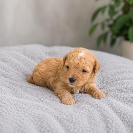 Omega - Apricot male Maltipoo puppy in Oklahoma City, Oklahoma from Red Okie Poos