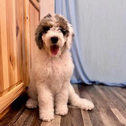 Quartz - Blue merle and white female Sheepadoodle puppy in Tahlequah, Oklahoma from Mulberry Ridge Doodles