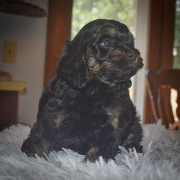 Bluey - Black and tan female Cockapoo puppy in Myerstown, Pennsylvania from The Cocker Cingdom