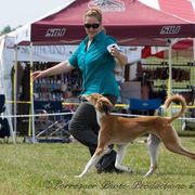 Saluki Puppies from Kushiel Salukis
