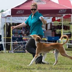 Saluki Puppies from Kushiel Salukis