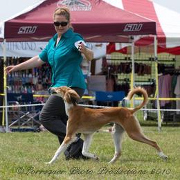 Saluki Puppies from Kushiel Salukis