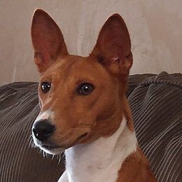 Rainbow - Basenji