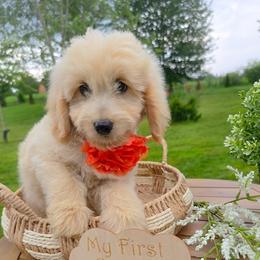 Goldendoodle Dash - Apricot male Goldendoodle puppy in Harrisonburg, Virginia from Curlytail Doodles