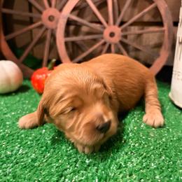 Oliver Yellow collar - Red  male Goldendoodle puppy in Atco, New Jersey from Flannery’s lucky puppies 🍀