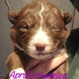 Girl 2 - Red and white female Siberian Husky puppy in Terre Haute, Indiana from April's Huskies