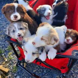Australian Shepherd Puppies from Johnson Hill Aussies
