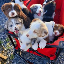 Australian Shepherd Puppies from Johnson Hill Aussies