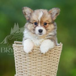 Pink Collar - Sable female Pembroke Welsh Corgi puppy in Terrell, Texas from Brynwood Pembroke Welsh Corgis