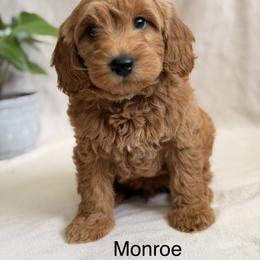 Monroe - Red  male Goldendoodle puppy in Oxford, Pennsylvania from FriendlyPals