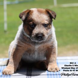 Charlie Girl 1 - Red speckled female Australian Cattle Dog puppy in Point, Texas from Lakylu Kennels