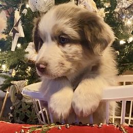 Oogie - Red merle male Australian Shepherd puppy in Neola, Utah from Wall To Wall Aussies