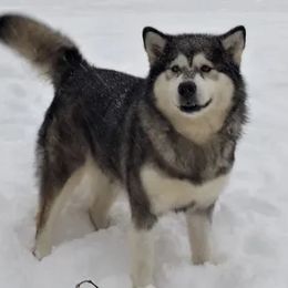 Moxie - Alaskan Malamute