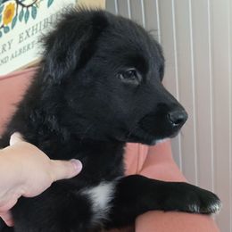 Jam - Black tri-color male Australian Shepherd puppy in Wrightsville, Georgia from Wild Magnolia Farms Aussies