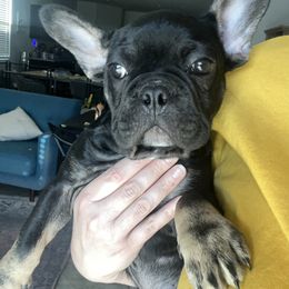 French Bulldog Puppies from Tanessa Clarkson