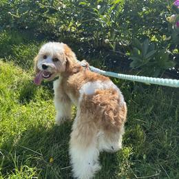 Bernedoodle, Cavapoo, Cockapoo, Double Doodle, and Poodle Puppies from Heavenly Puppies to Love
