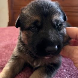 Yellow girl - Black and tan female German Shepherd puppy in Sumerduck, Virginia from He Reigns