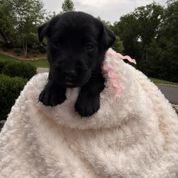 Light Pink Collar Black Female - Black female Labrador Retriever puppy in Gainesville, Georgia from Rucker Retrievers