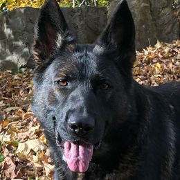 Cham - German Shepherd
