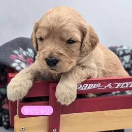 Betsy - Apricot female Goldendoodle puppy in Neillsville, Wisconsin from Granton Creek