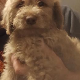 Ginger - Caramel female Labradoodle puppy in Henderson, Nevada from Hills labradoodles