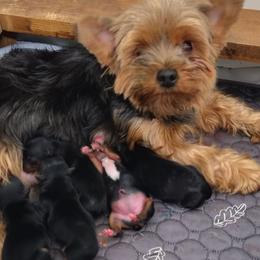 Boy 1 - Black and tan male Yorkshire Terrier puppy in Pine Grove, Pennsylvania from Cathy Burns
