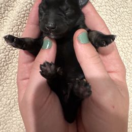 Mary - Black and silver female Miniature Schnauzer puppy in Crestview, Florida from 850Schnauzers