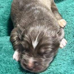 Noelle - Red and white female Siberian Husky puppy in Mechanicsville, Virginia from Shinko Siberians