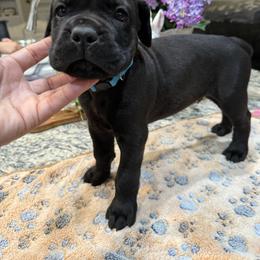 Cane Corso Puppies from KJ Cane Corso