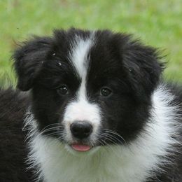 Border Collie Puppies from Shorewind Border Collies