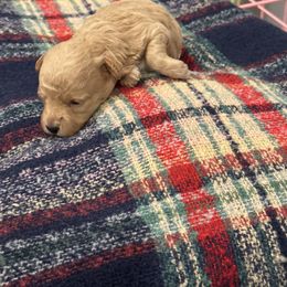 Girl 3 - Cream female Maltipoo puppy in Brooksville, Florida from DeVall Maltipoos