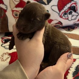 Dark Green color - Liver male German Shepherd puppy in Marion, Ohio from Legacy K9’s