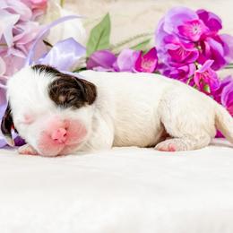 Lo Mein - Chocolate female Australian Labradoodle puppy in La Plata, Maryland from Welcome Acres Labradoodles