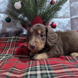 Dachshund Puppies from Knox Ridge Dachshunds