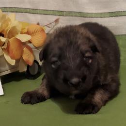 Girl 2 - female Shiloh Shepherd puppy in Caneadea, New York from Strauss Haus Shepherds