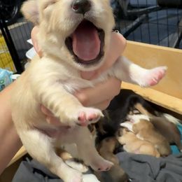 Forrest - Cream and white male Chihuahua puppy in Canton, Texas from Heavenly Chihuahua