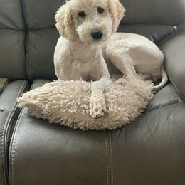 Summer - Cavapoo