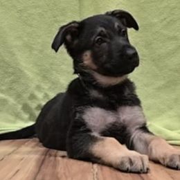 German Shepherds from Karriage Haus Kennels