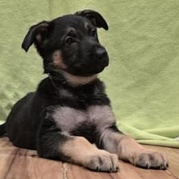 German Shepherds from Karriage Haus Kennels