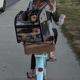 Dachshunds from Sesame Doxies