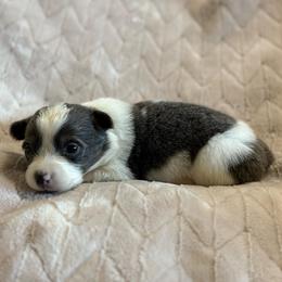 Aspen-full fluffy - Gray and white female American Corgi puppy in Decatur, Texas from Bar S Corgis